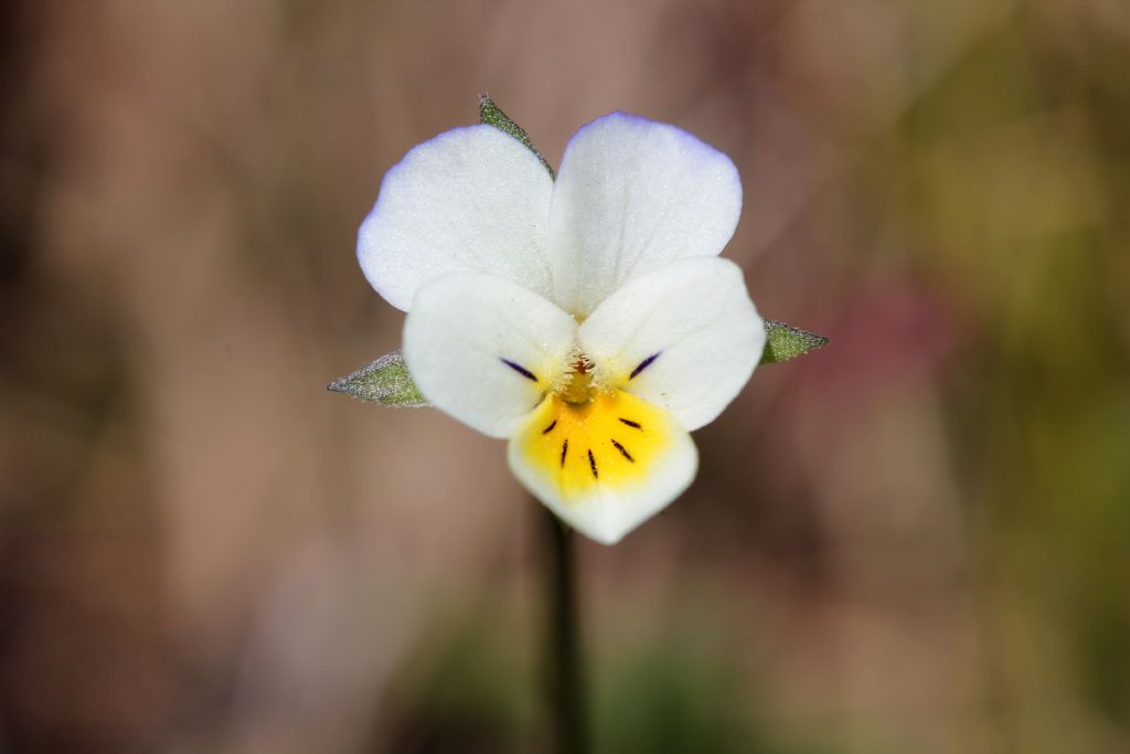 Viola arvensis / Viola dei campi